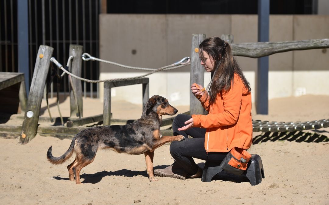 dutch cell dogs asielhond en instructeur asiel breda